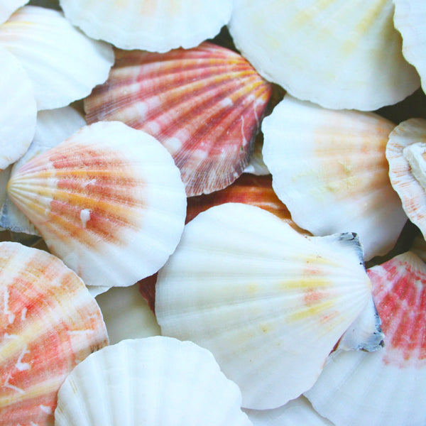 Pink, Orange and White Scallop Shells - 1 Kg